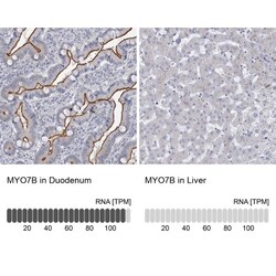 Myosin VIIb Antibody, Novus Biologicals 25 &mu;L; Unlabeled:Antibodies,